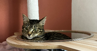 heiiti pet sitter à BORDEAUX 33000_2