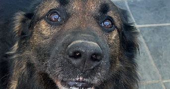 candice pet sitter à LA BOISSE 01120_2