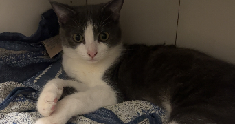 emeline pet sitter à BONNY SUR LOIRE 45420_4