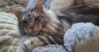 carla pet sitter à VILLEFONTAINE 38090_3