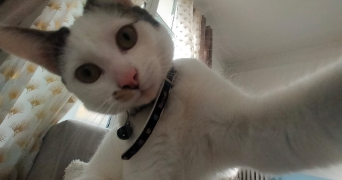naoures pet sitter à VANVES 92170_0