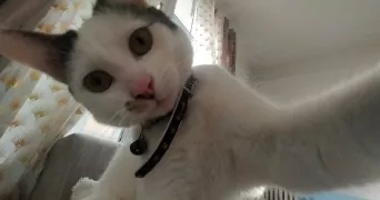 naoures pet sitter à VANVES 92170