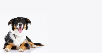 pierre pet sitter à FEURS 42110_2