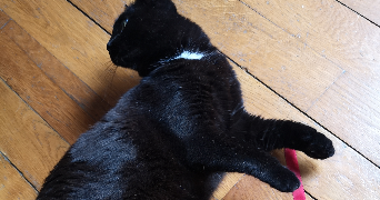zoé pet sitter à CHAMBERY 73000_3