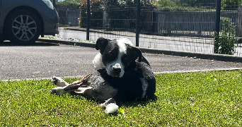 julie pet sitter à RENNES 35000_2