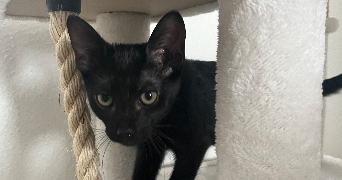 océane pet sitter à TOULOUSE 31400_3