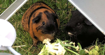 naïs pet sitter à LAGARDELLE SUR LEZE 31870_4