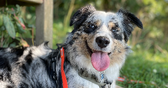 gabriel pet sitter à ST MALO 35400_6