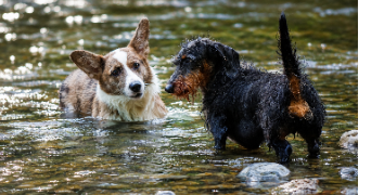 laurine pet sitter à RUMILLY 74150_4