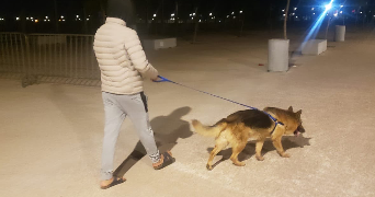 amine pet sitter à CLERMONT FERRAND 63000_3