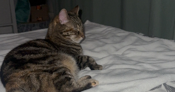 emeline pet sitter à LIMAY 78520_0