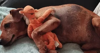 steeven pet sitter à PONT DU CHATEAU 63430