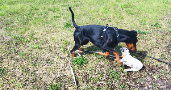 ophely pet sitter à HAISNES 62138_4