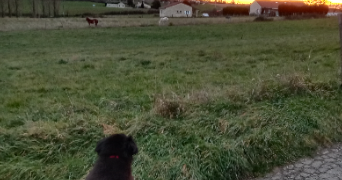 nathalie pet sitter à ECLASSAN 07370_1