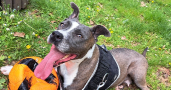 morgan pet sitter à TERGNIER 02700_2
