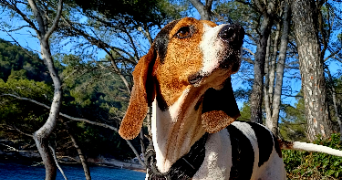 flavie pet sitter à ST ANDRE LEZ LILLE 59350_1