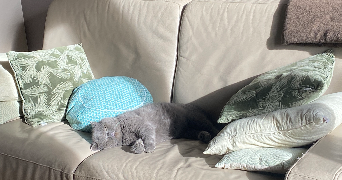 isabelle pet sitter à MERIGNAC 33700_2
