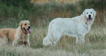 caroline pet sitter à LA ROCHELLE 17000_1