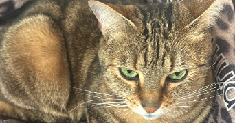 carine pet sitter à MONTREUIL 93100_1