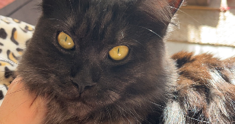 clémence pet sitter à Saint vincent de tyrosse  40230_1