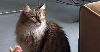 tiziana pet sitter à TALENCE 33400_6