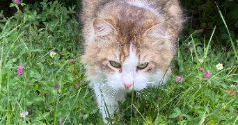 cyprien pet sitter à NANTES 44300_7