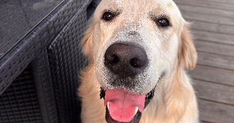 laureen pet sitter à Bordeaux 33000_1
