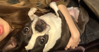 gabriele pet sitter à BOULOGNE BILLANCOURT 92100_2