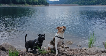 solène pet sitter à FIMENIL 88600_1