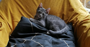 amalia pet sitter à MONTPELLIER 34090_8