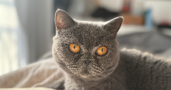 anaïs pet sitter à EAUBONNE 95600_3