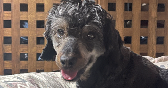 yasmine pet sitter à PARIS 17 75017_3