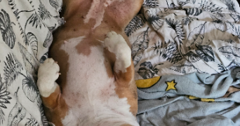 sandrine pet sitter à Itteville 91760_5