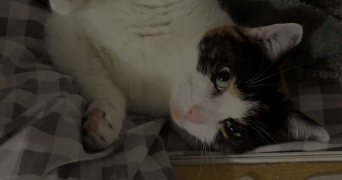 leïa pet sitter à ST JORIOZ 74410_3