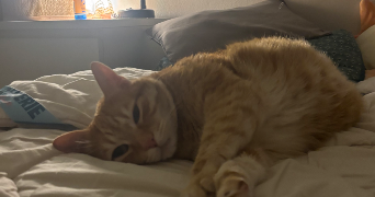 louanne pet sitter à ILLKIRCH GRAFFENSTADEN 67400_3
