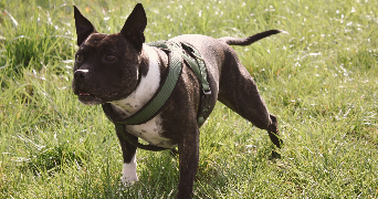 jennifer pet sitter à BREHAIN LA VILLE 54190_6