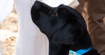 aurelie pet sitter à CANET EN ROUSSILLON 66140_1