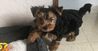 margot pet sitter à CLAYE SOUILLY 77410_7