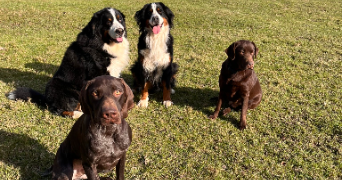 manon pet sitter à NANCY 54000_7