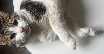 esteban pet sitter à LA SEYNE SUR MER 83500_1