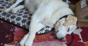 bénédicte pet sitter à CANNES 06400_6