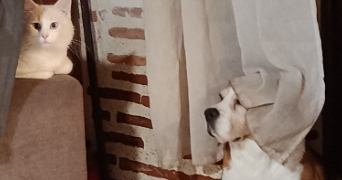 aiden pet sitter à PESSAC 33600_3