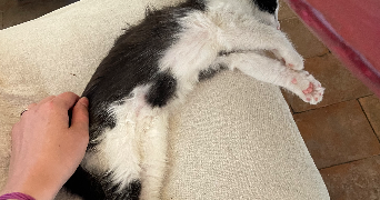 camille pet sitter à PARIS 07 75007_1