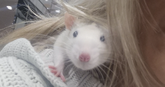 candice pet sitter à FERRIERES EN BRIE 77164_0