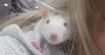 candice pet sitter à FERRIERES EN BRIE 77164