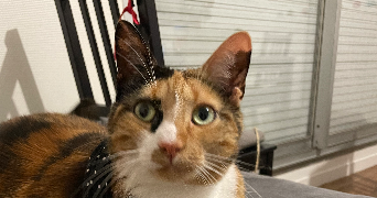 marine pet sitter à CAEN 14000_1