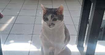 marjorie pet sitter à LYON 08 69008_3