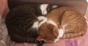 stéphanie cat sitter à CHOISY LE ROI 94600_3