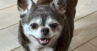 ludovic pet sitter à VELIZY VILLACOUBLAY 78140_3