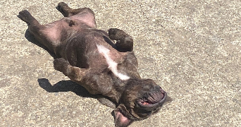 mathis pet sitter à CHATENAY MALABRY 92290_1